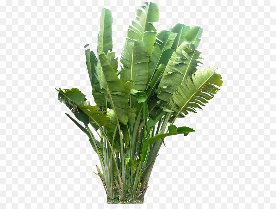 Plante，Tropiques PNG