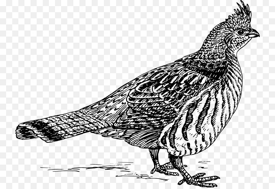 Setter Anglais，Oiseau PNG