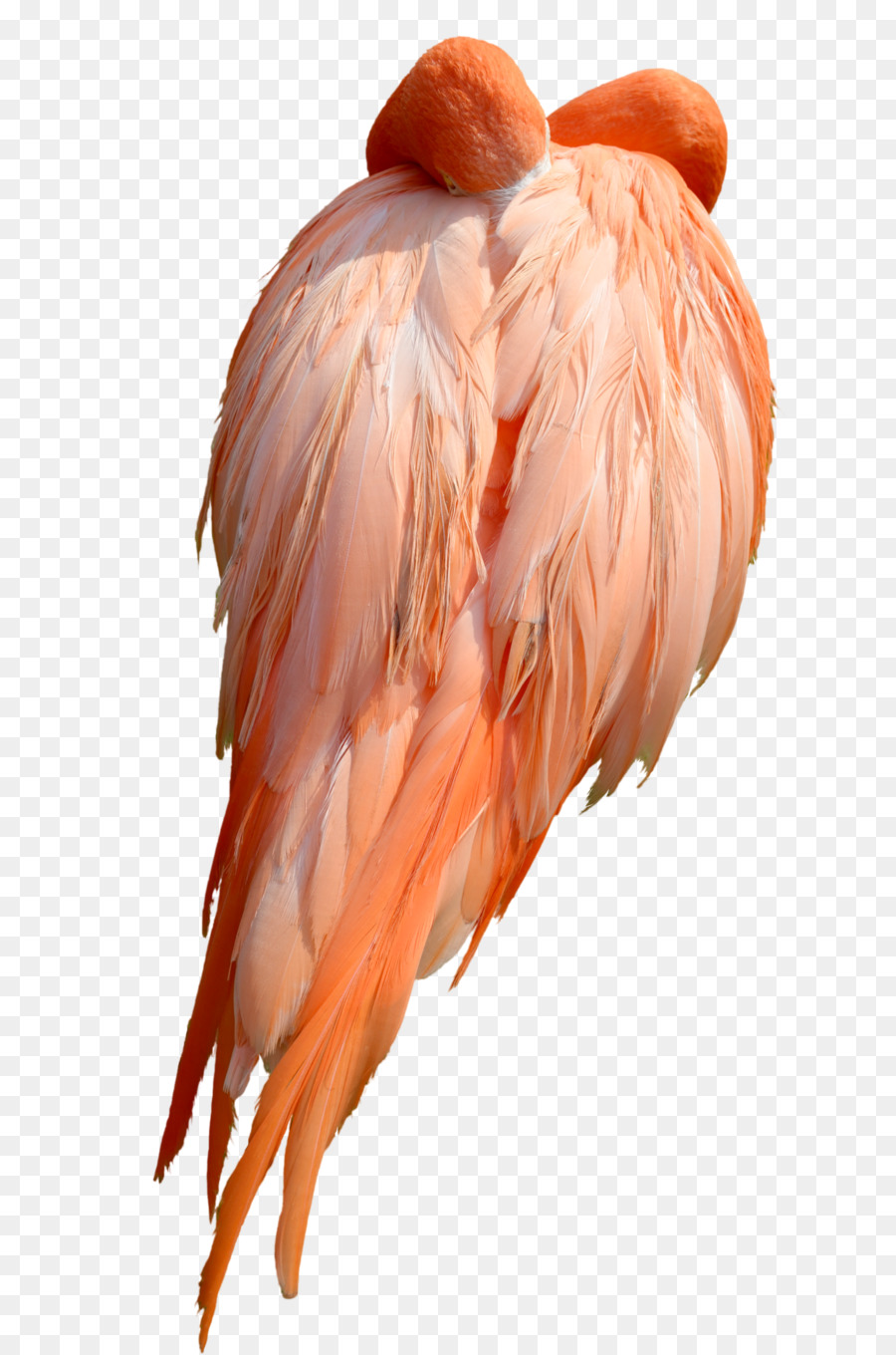Oiseau，Flamant PNG
