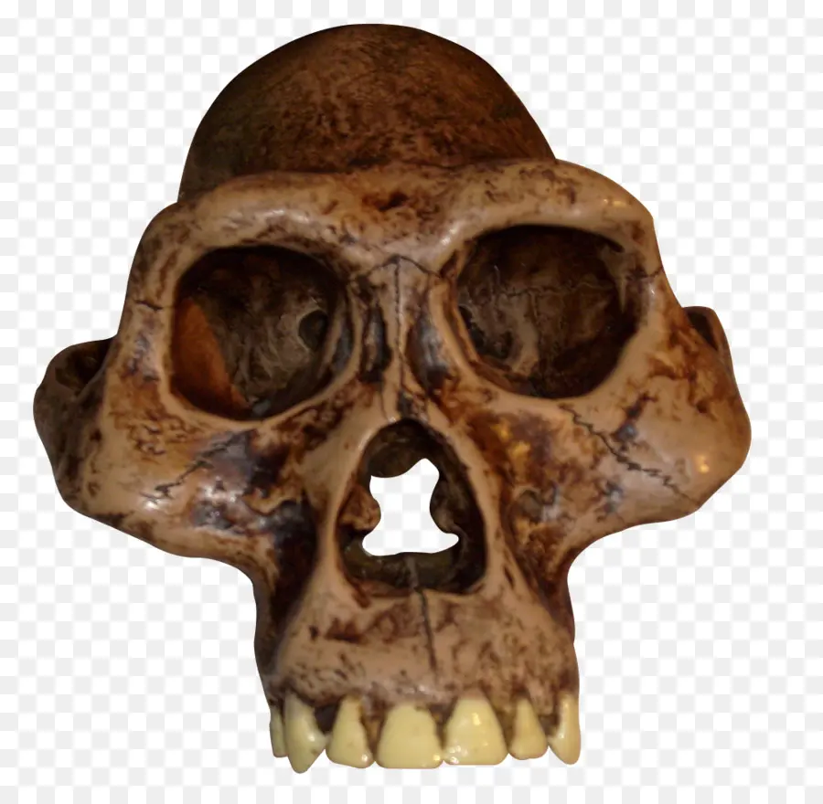 Australopithecus Afarensis，Australopithecus Africanus PNG