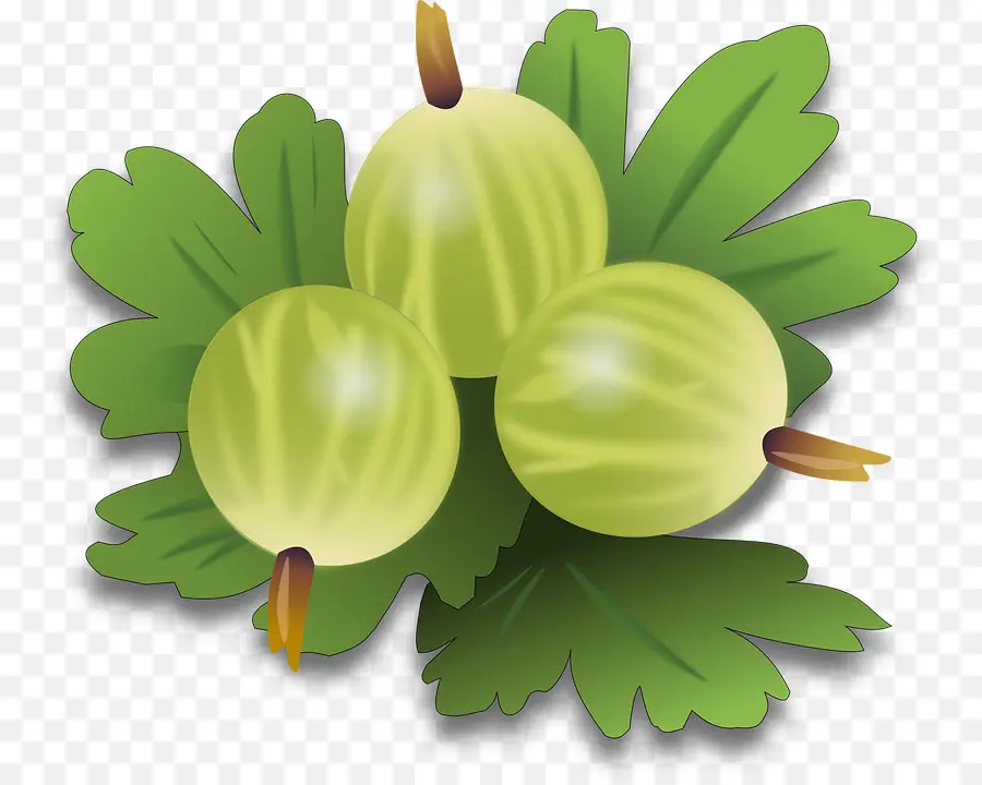 Groseilles à Maquereau，Fruit PNG