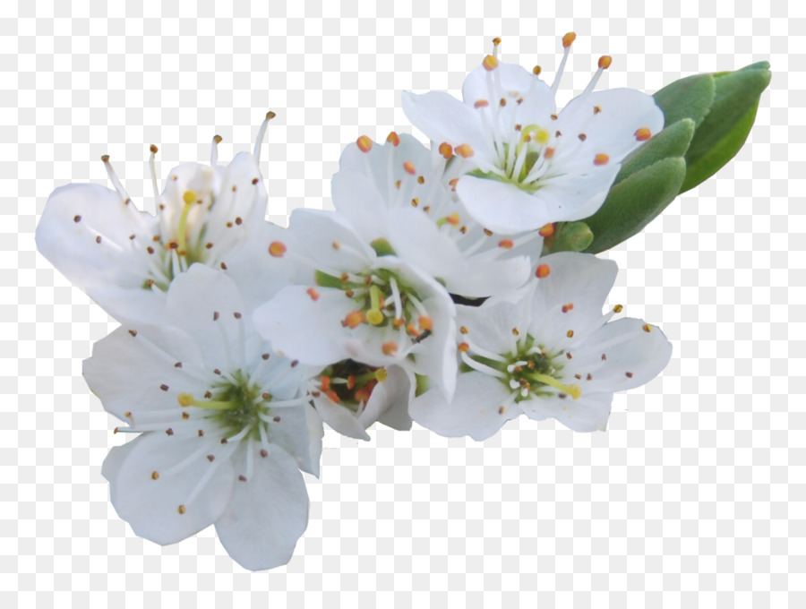 Fleur De Cerisier，Bifurquer PNG