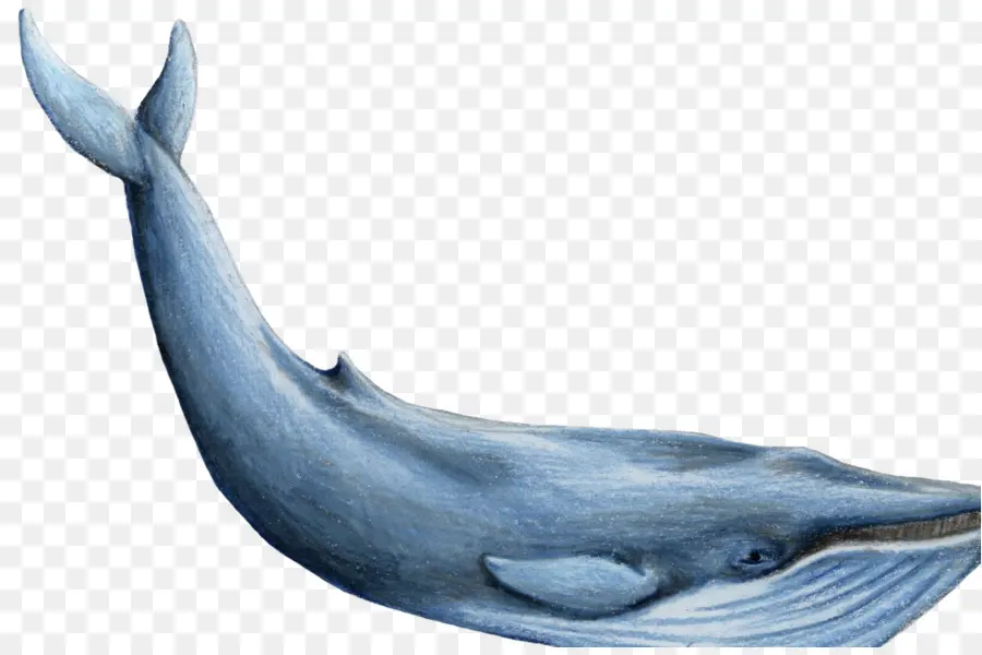 Baleine，Océan PNG