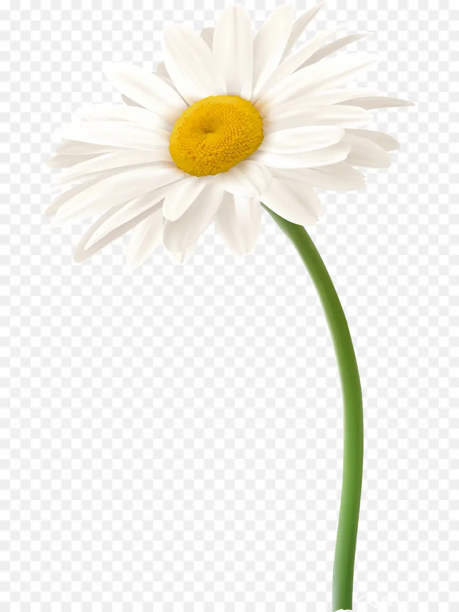 Camomille Romaine，Marguerite PNG