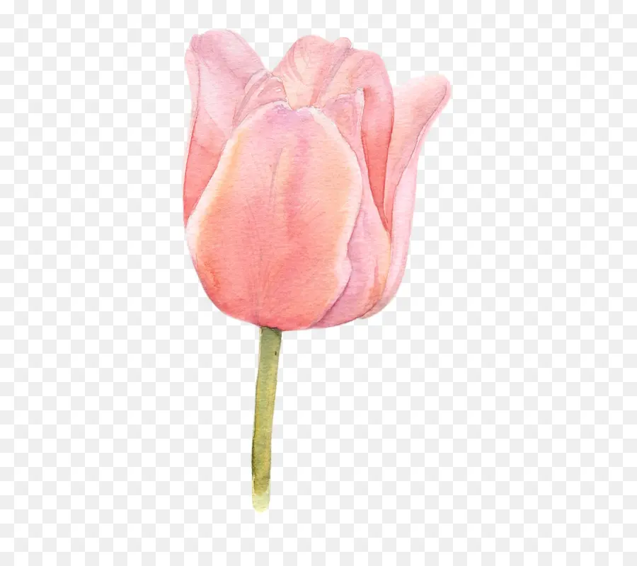 Tulipe Rose，Tulipe PNG