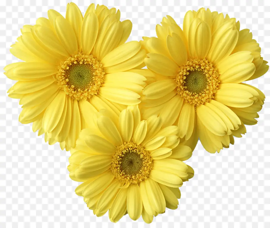 Fleurs Jaunes，Marguerites PNG