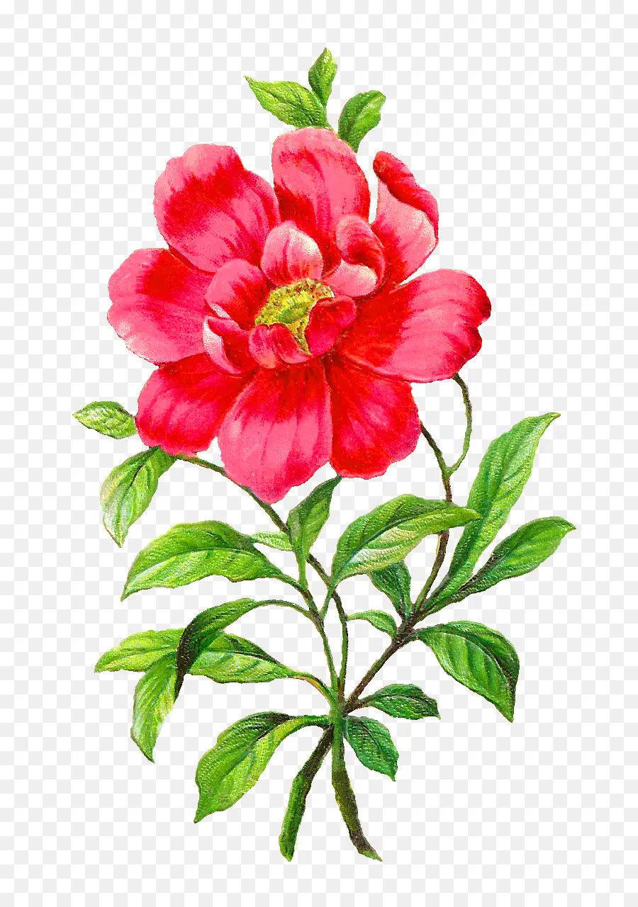 Fleur，Camélia PNG