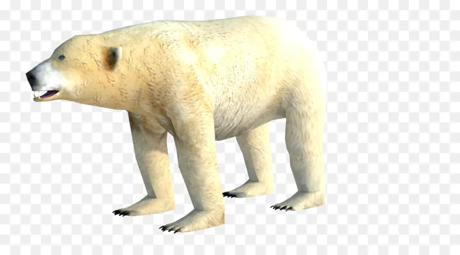 Ours Blanc，Arctique PNG