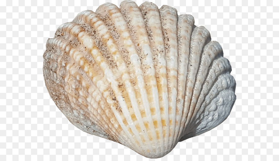 Coquillage，Graphisme PNG