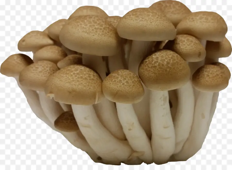 Champignons，Comestible PNG