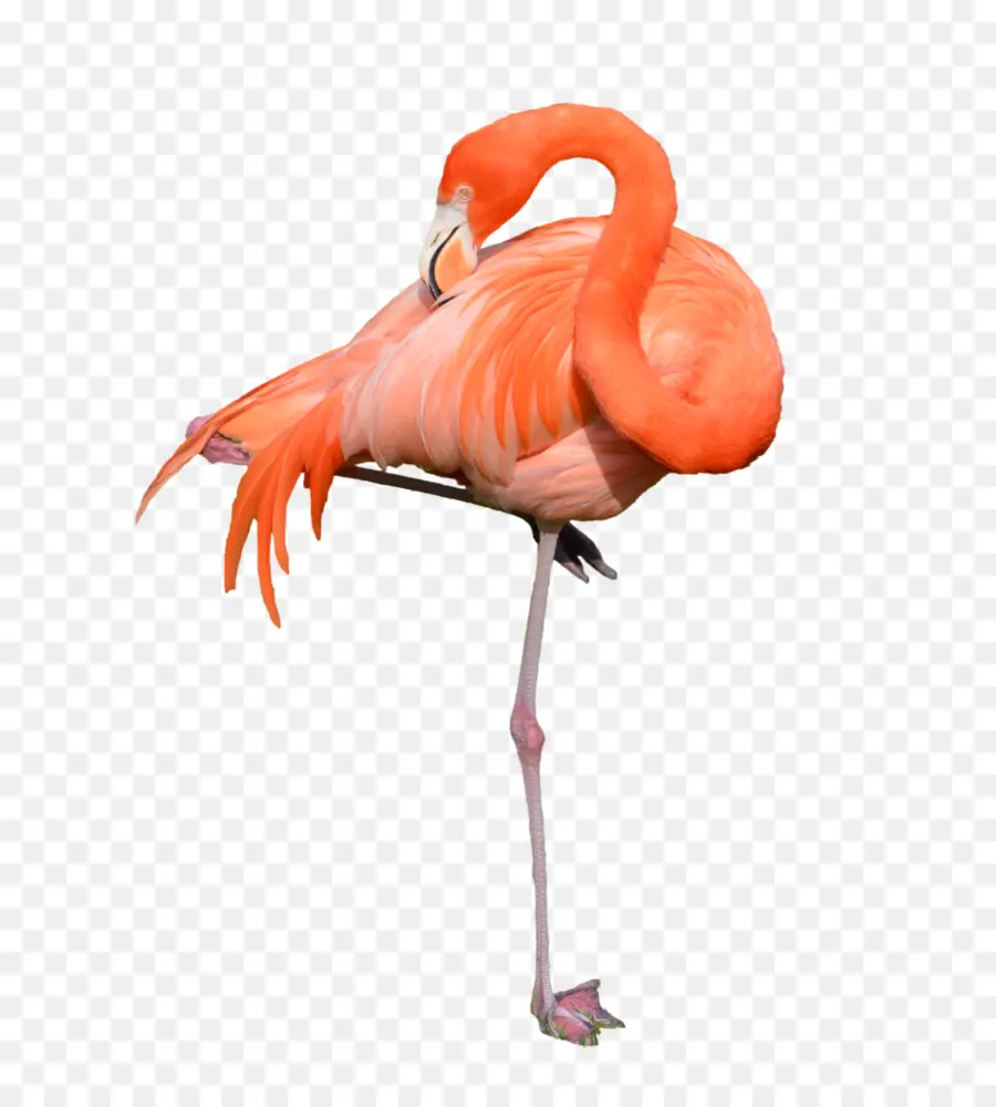 Flamant，Rose PNG