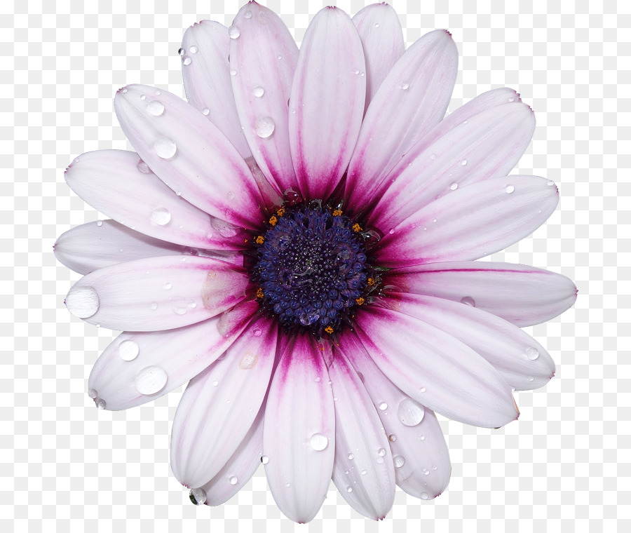 Fleur Violette，Fleurir PNG