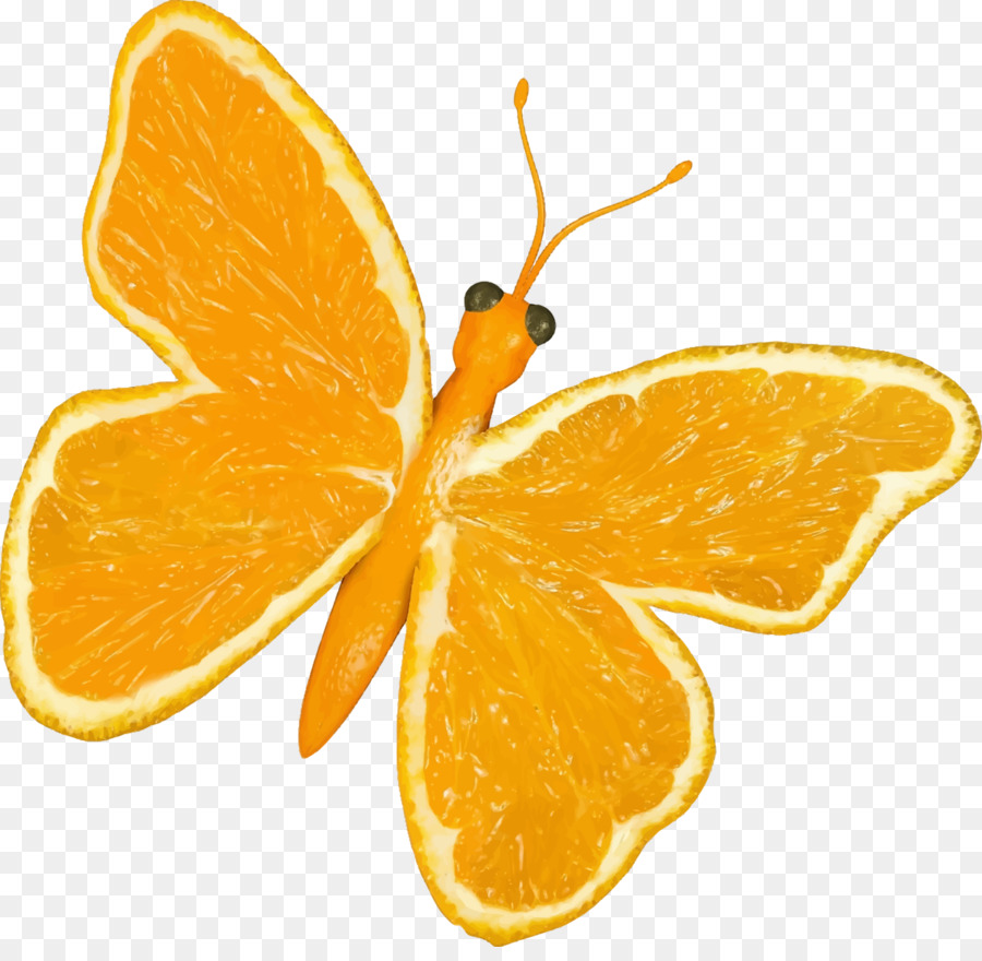 Papillon，Orange PNG