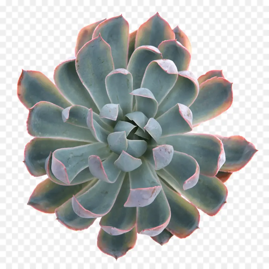 Héron，Plante Succulente PNG
