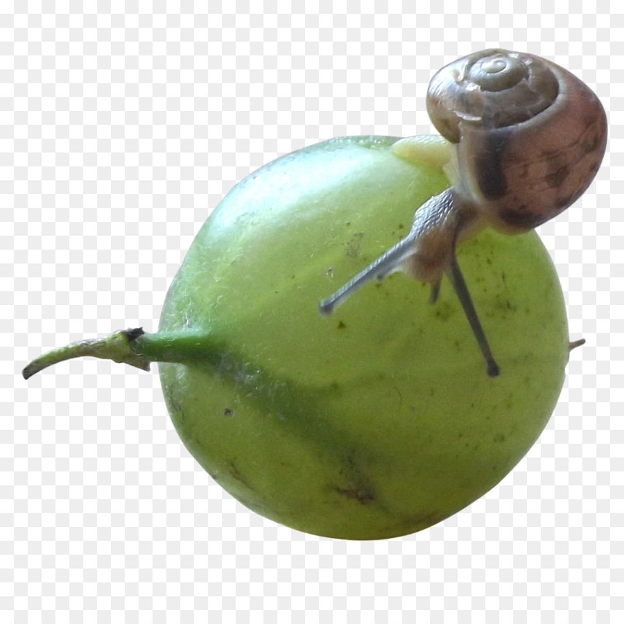 Les Gastéropodes，Escargot PNG