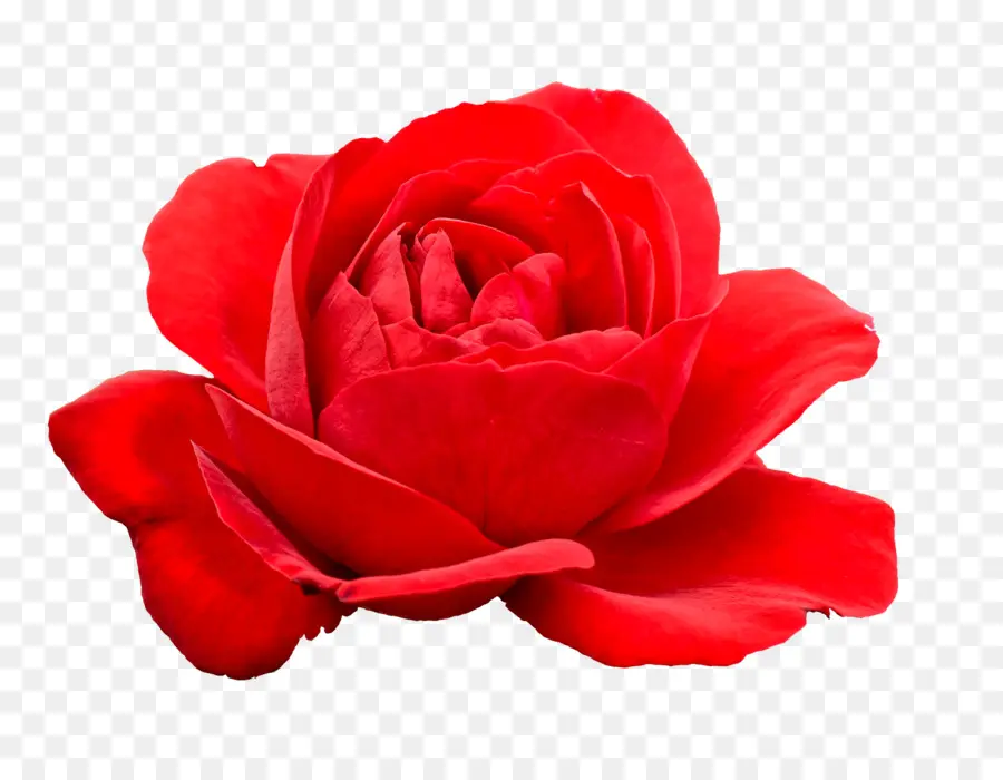 Roses Roses，Fleurs PNG