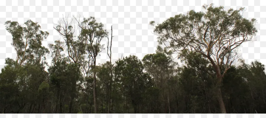 Forêt，Arbres PNG