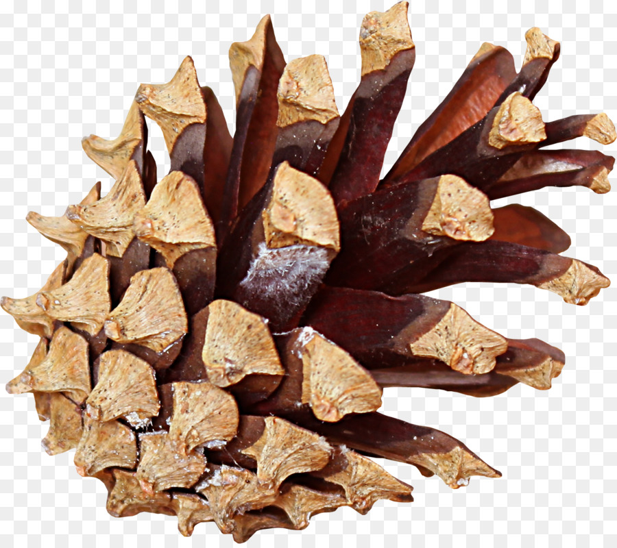 Pomme De Pin，Arbre PNG