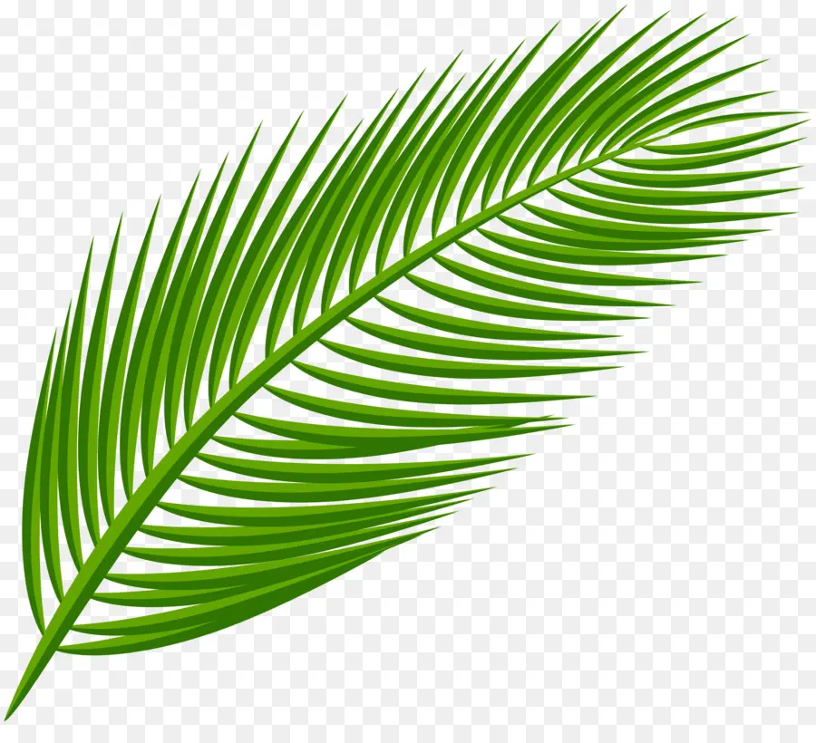La Branche De Palmier，Arecaceae PNG