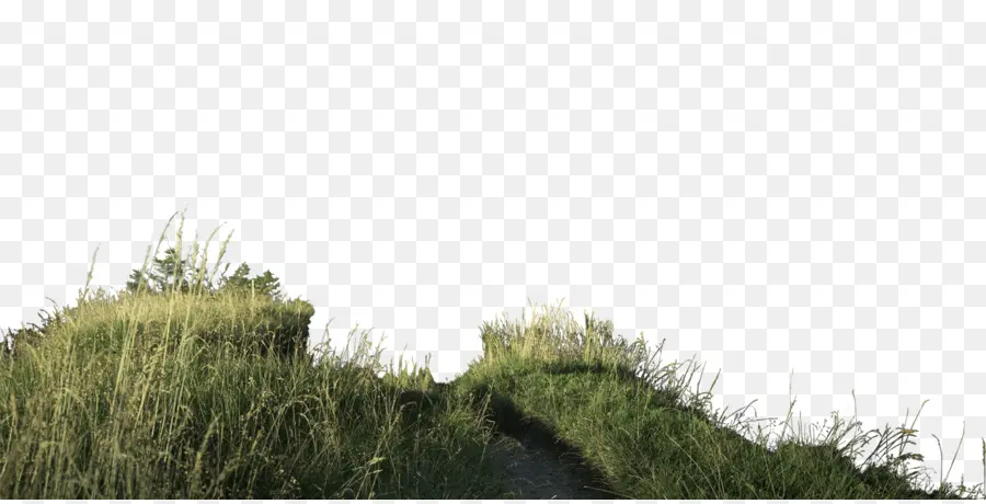 Chemin，Herbe PNG