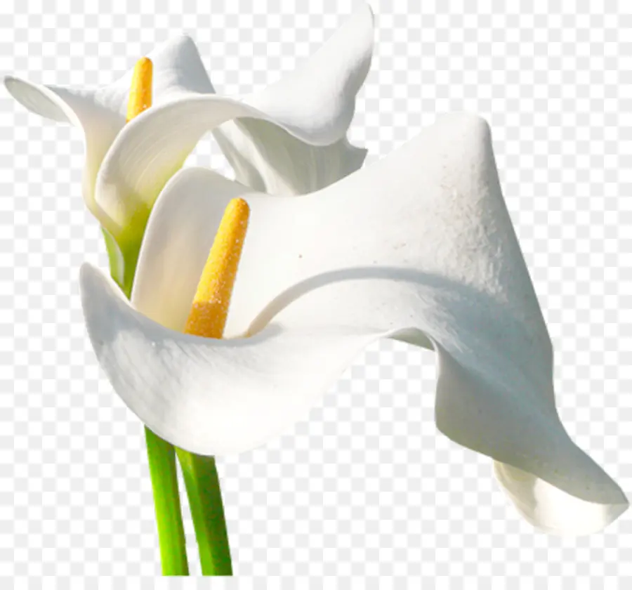 Lys Blanc，Lis PNG