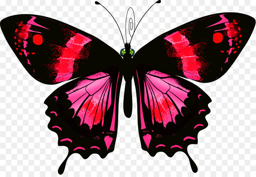 Papillon Coloré，Ailes PNG