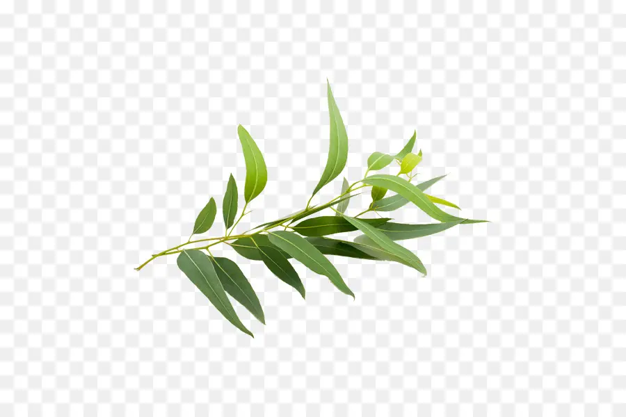 Eucalyptus Radiata，Eucalyptus Smithii PNG