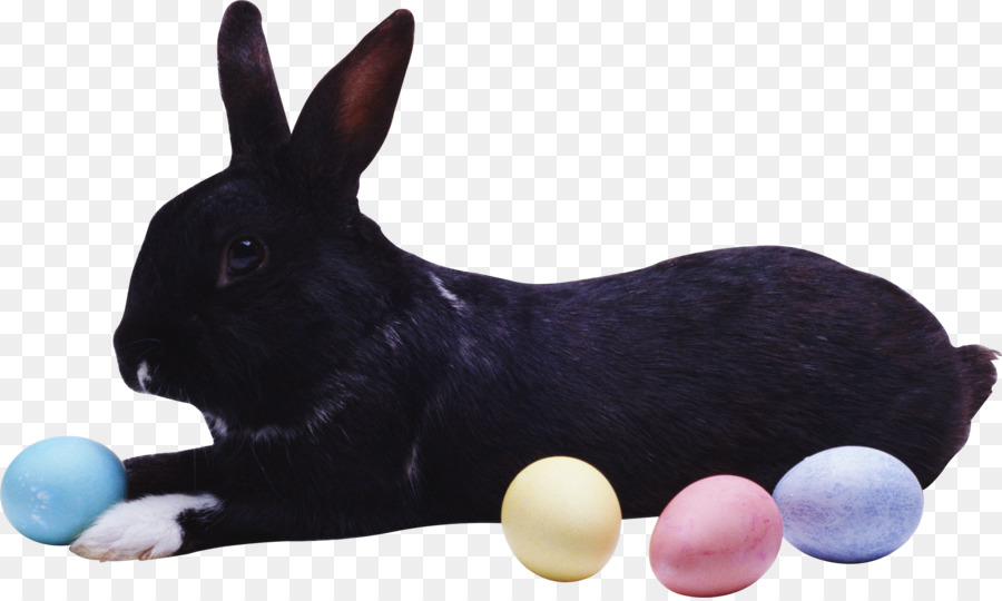 Lapin Noir，Oeufs De Pâques PNG