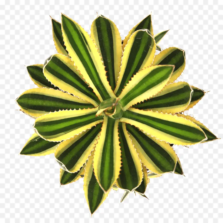 Plante Succulente，Feuille PNG