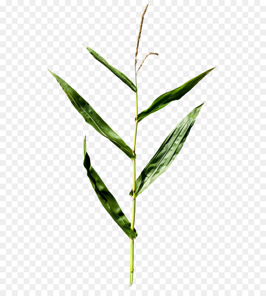 Herbe Verte，Herbe PNG