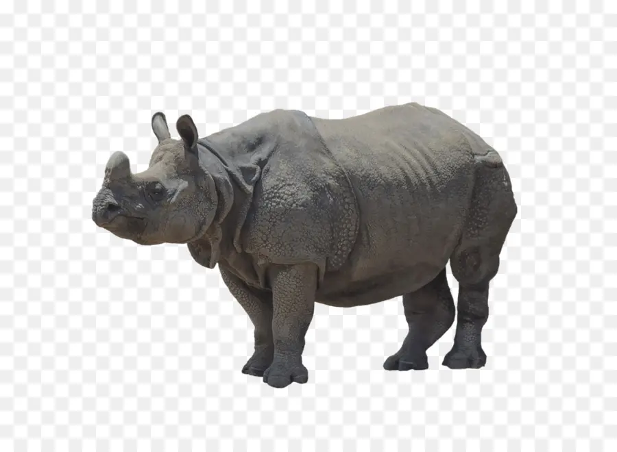 Rhinocéros，Faune PNG