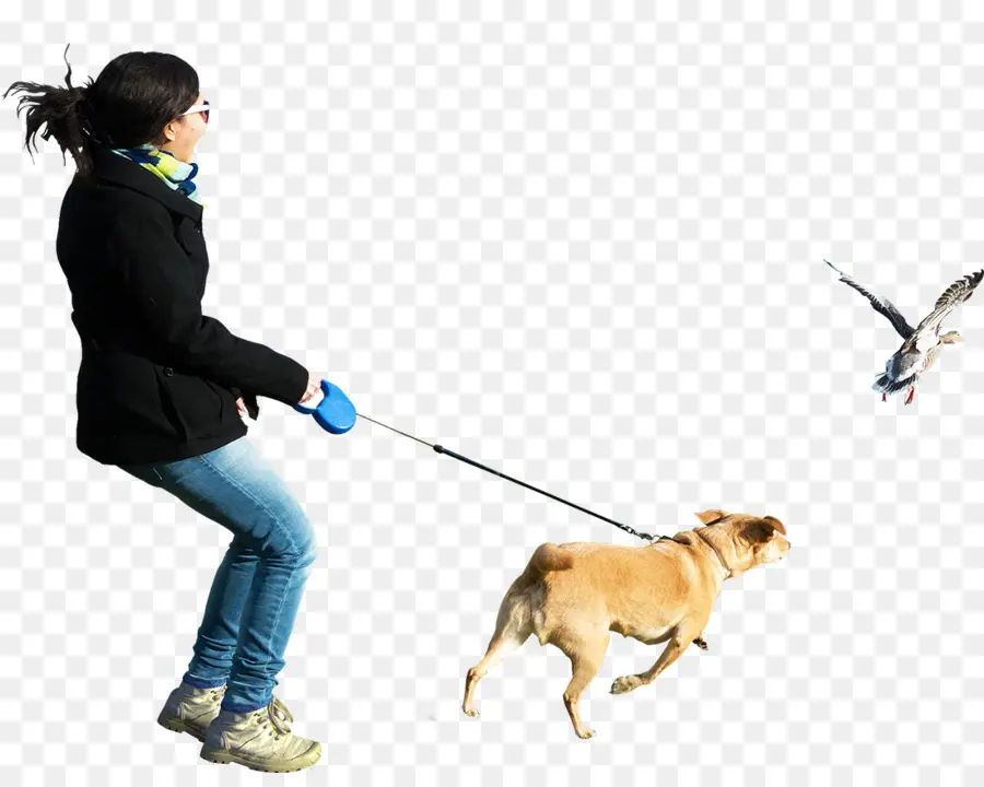 Chien，Laisse PNG