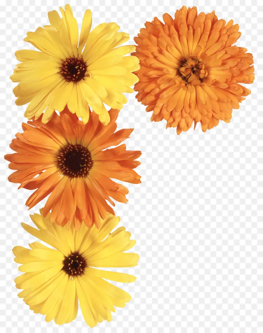 Fleurs，Jaune PNG