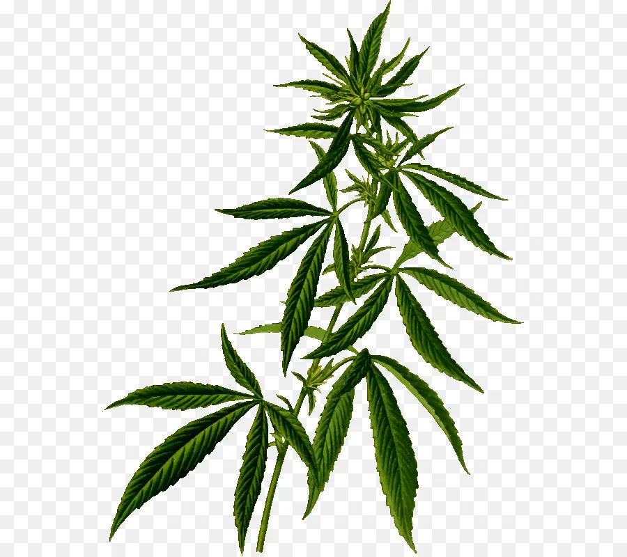 Cannabis Sativa，Cannabis PNG