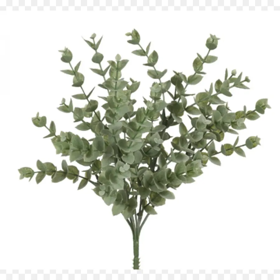 Plante D'eucalyptus，Feuillage PNG