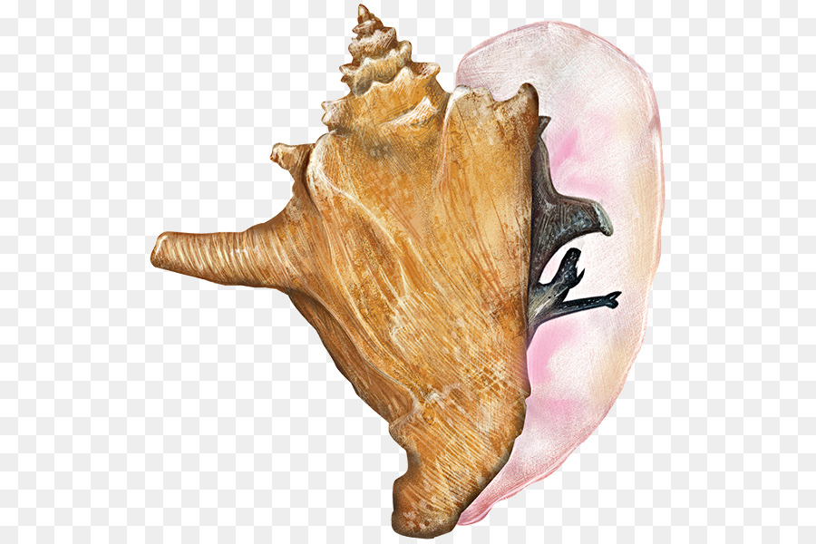 Coquille De Conque，Oreille PNG