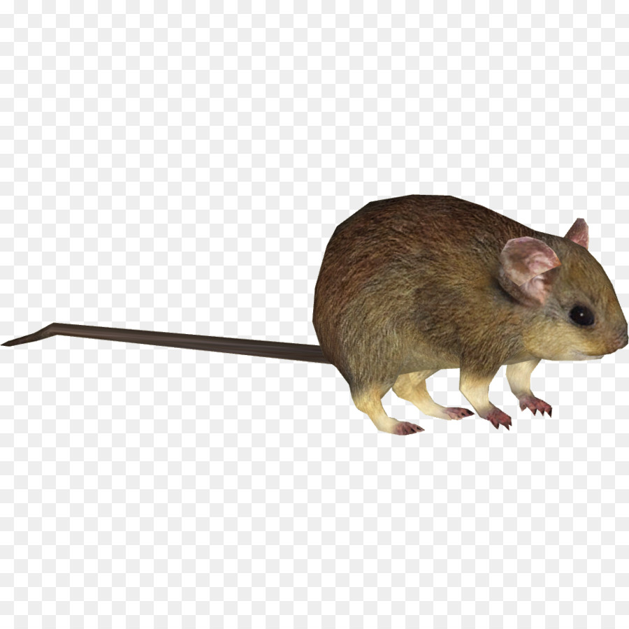 Souris Grise，Rongeur PNG