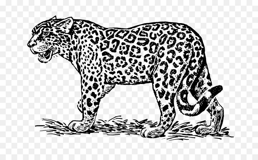 Jaguar，Dessin PNG