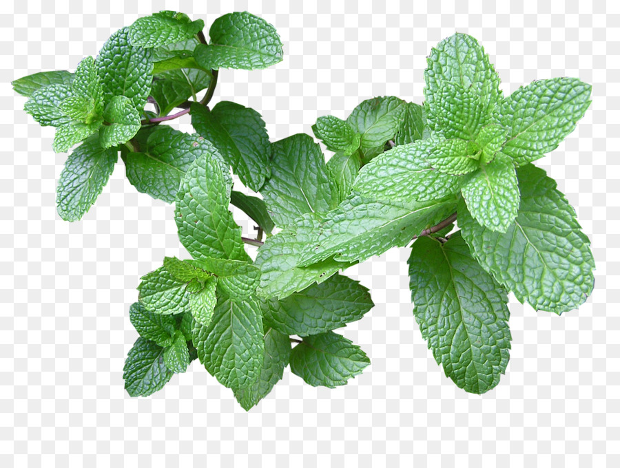 Feuilles De Menthe，Herbe PNG