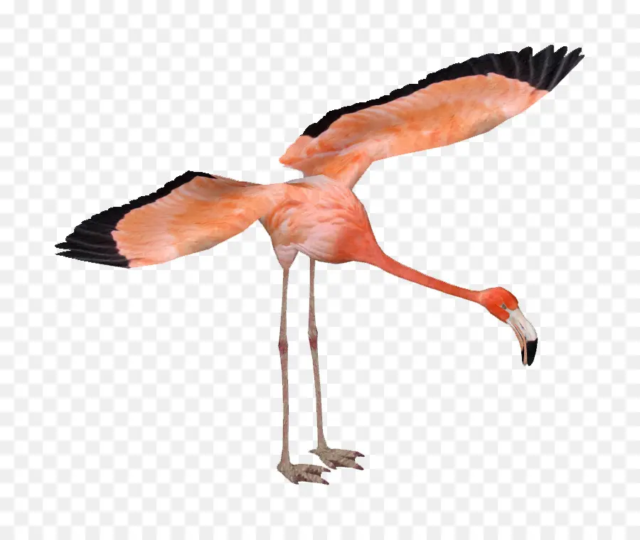 Zoo Tycoon 2，Flamingo Américain PNG