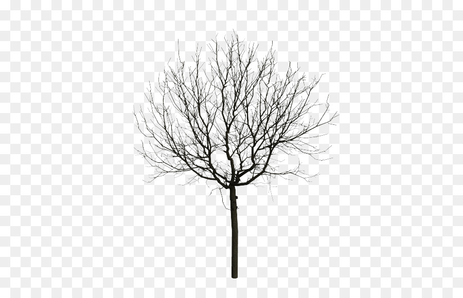 Arbre Nu，Succursales PNG