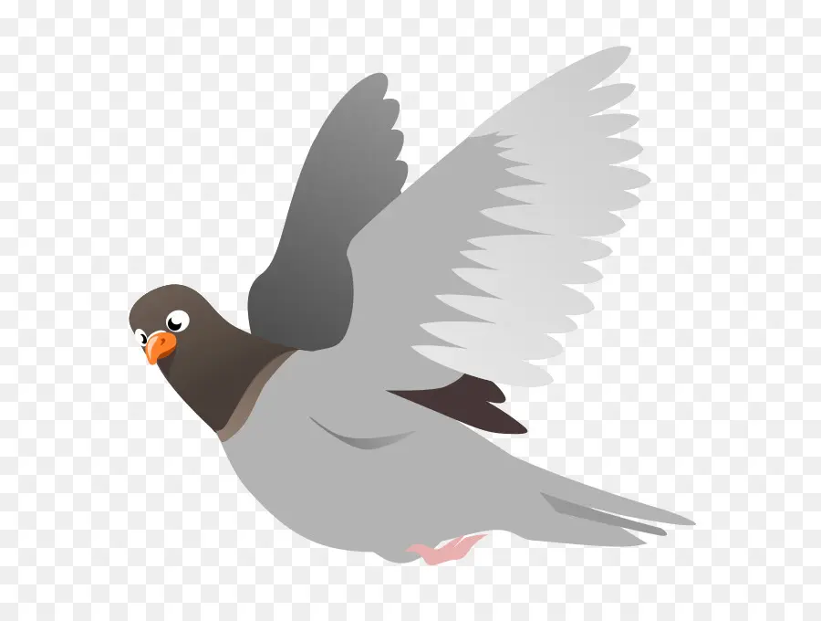 Pigeon Voyageur，Anglais Pigeon Voyageur PNG
