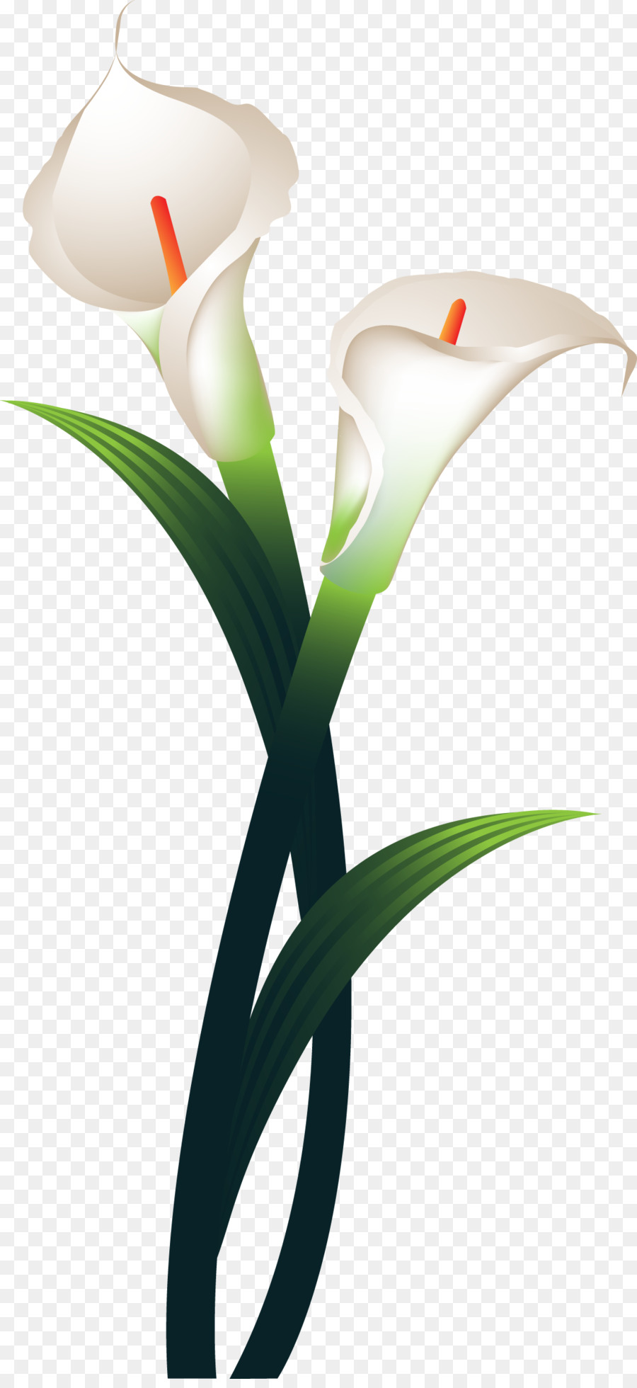 Lys Calla Blancs，Usine PNG