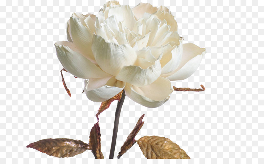 Fleurs Blanches，Fleurir PNG