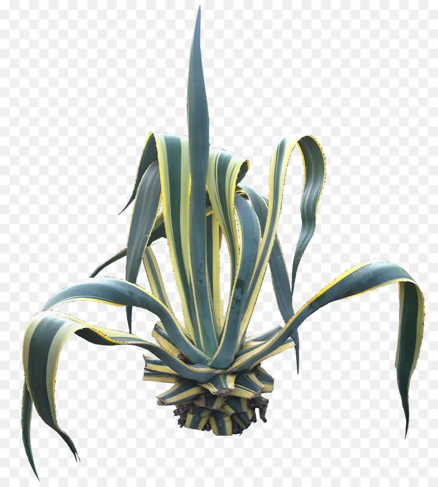 Agave，Succulent PNG