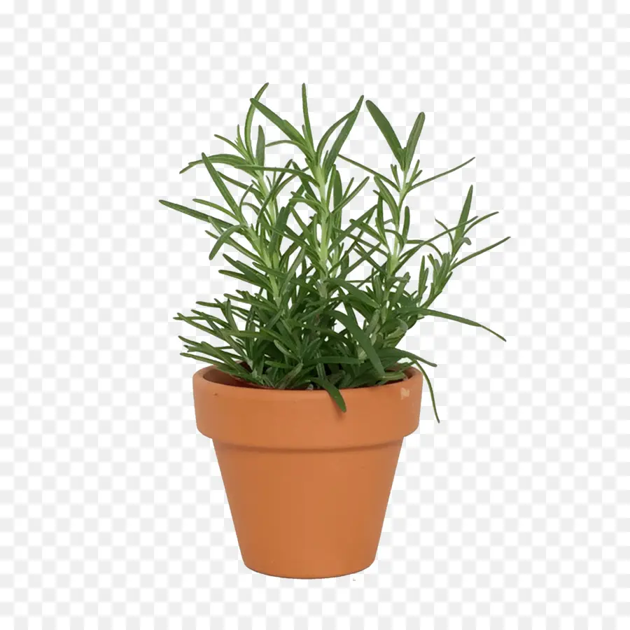 Romarin，Pot PNG