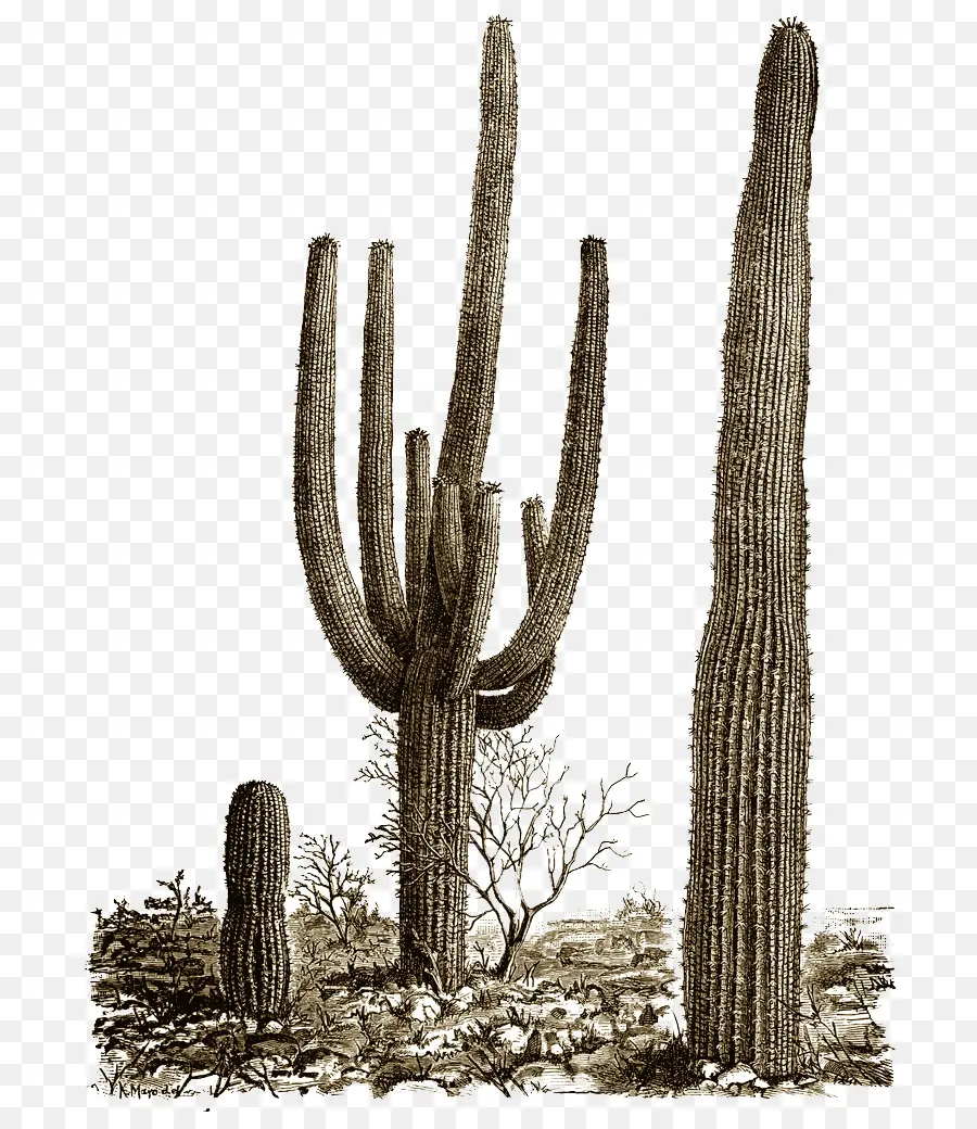 Illustration De Cactus，Désert PNG