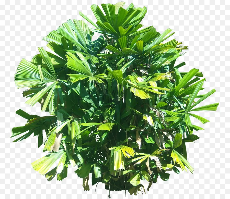Plante，Licuala Spinosa PNG