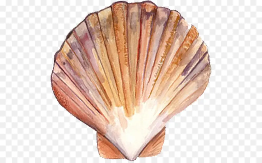 Coquille，Mer PNG