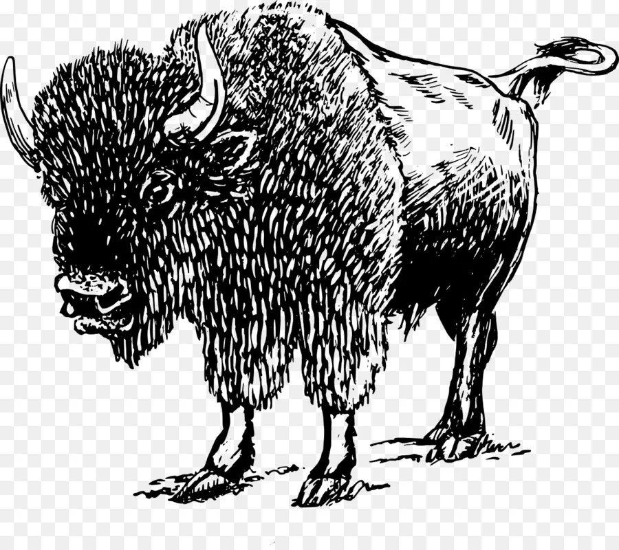 Bison，Buffle PNG